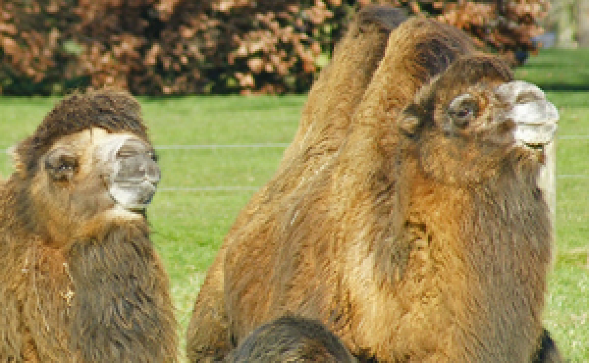 Camels at Costwold Wildlife Park